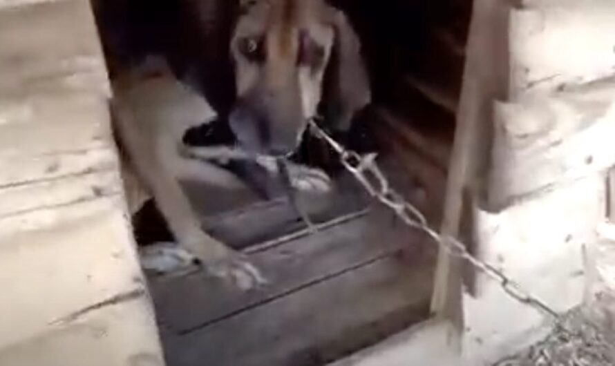 Dog Who Spent 19 Years On Chain Experiences Freedom For First Time