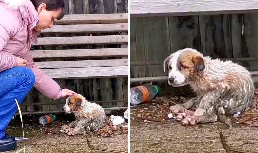 Woman Tried Her Best To Save Dying Puppy, But Puppy Said Goodbye With Sad Eyes