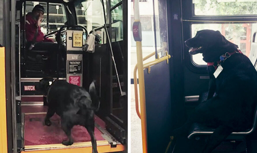 Dog Rides The Bus Every Day All By Herself To Go To The Park