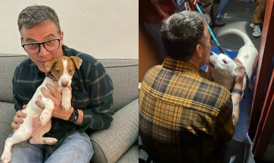 ‘Jackass’ star Steve-O helps longtime shelter dog get adopted