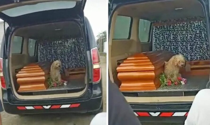 Faithful Dog Refuses To Leave His Owner’s Side As She’s Laid To Rest