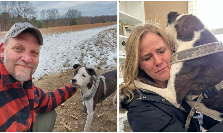 Family Reunites With Dog Who Was Missing For 7 Weeks, Thanks To Help From Community