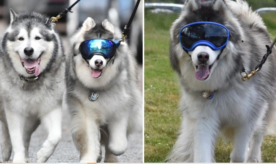 A Blind Husky Found Friendship With His Own Service Dog