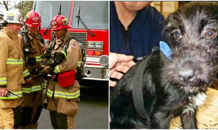 House fire saves puppy’s life in the strangest twist of fate