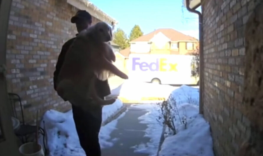 FedEx Driver Finds Lost Dog, ‘Delivers’ Her Back Home To Owner Carrying Her In His Arms