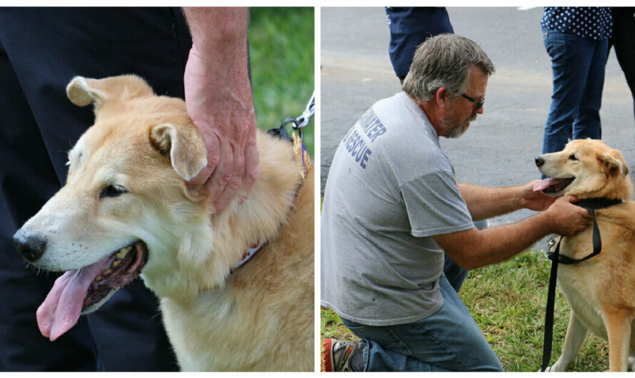 Fire Department Honors Arson Dog With ‘Final Call’ Tribute Before He Is Put Down