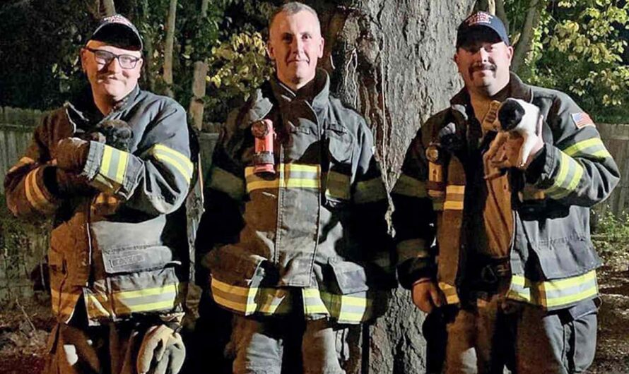 Firefighters save puppies from home vent after being alerted by worried mama dog