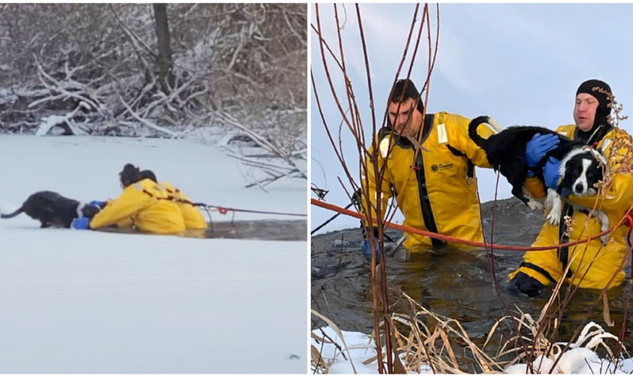 Firefighters Brave Freezing Cold Water To Rescue Dog Trapped In Frozen Pond