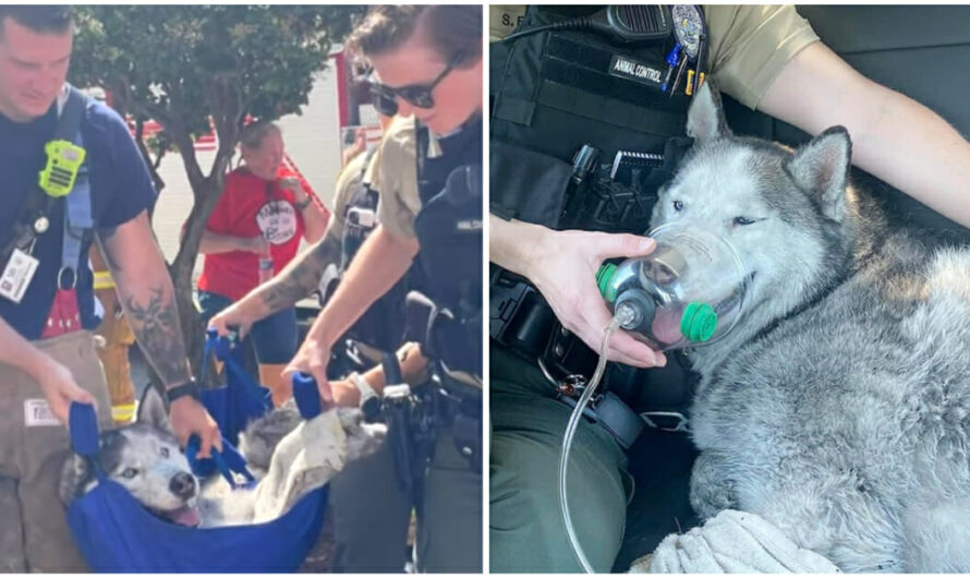 Firefighters Save Husky From 15th-Floor Of High-Rise Apartment Building On Fire