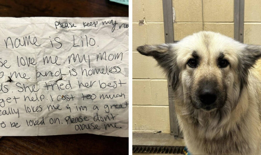 Dog found with heartbreaking note from homeless owner: ‘My mom can’t keep me’