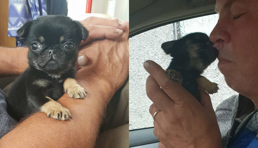 Puppy found abandoned in plastic bag ends up adopted by his rescuer