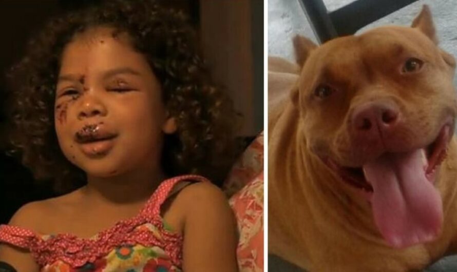 5-year-old gets bitten by neighbor’s labrador – this sets off the family pit bull who does the unimaginable