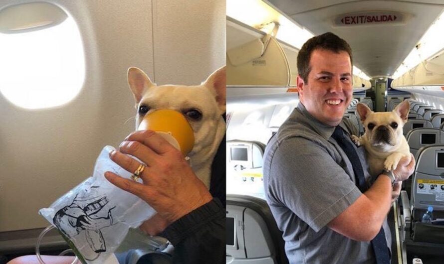 Dog’s Life Saved By Quick Thinking Flight Attendants Mid-Flight