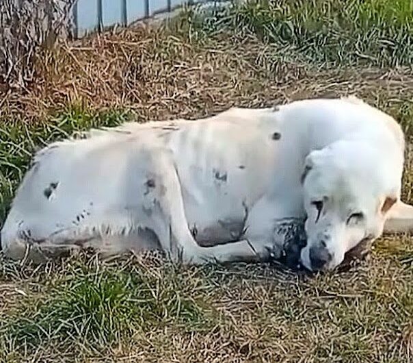 For two long years, he spent every day in front of the house waiting for his owner to return in vain