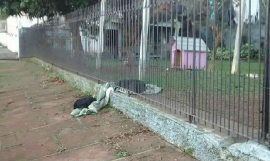 Former Stray Dog Gives Her Blanket To A Stray On Chilly Evening