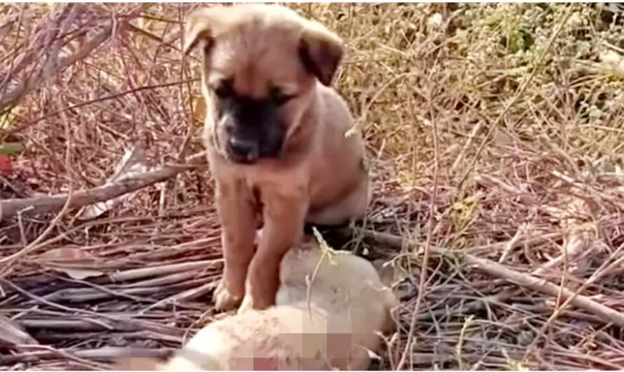 Forsaken Pup Cried For His Sister To Wake Up, Put His Paws On Her Little Body