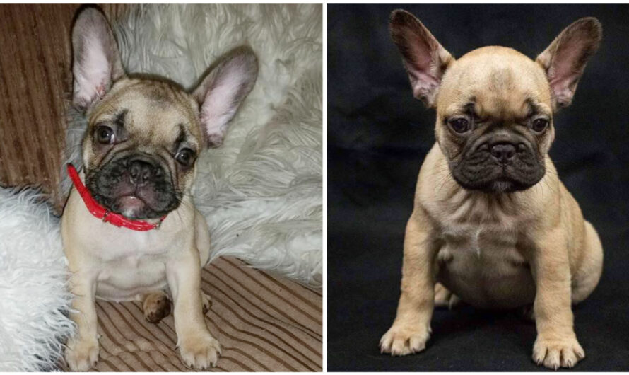 French Bulldog Who Was Stolen Four Years Ago Returns Home, Stunning Her Long-Worrying Owner