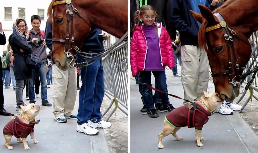 Overexcited Frenchie Thinks Police Horse Is A “Huge Dog” & Begs Him To Play