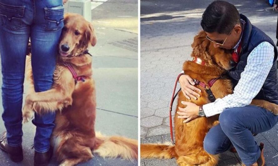 Friendly Golden Retriever Hugs Every Single Person She Sees On Her Walks