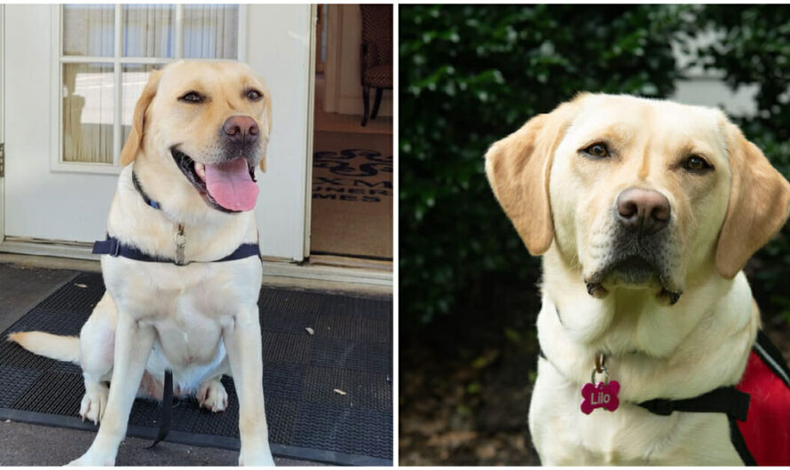 Funeral Home Introduces New Staff Member – ‘Bereavement Care Dog,’ To Provide Comfort To Grieving Families