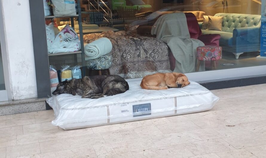 Furniture Store Always Makes Sure Stray Dogs in the Neighborhood Have a Cozy Place to Sleep