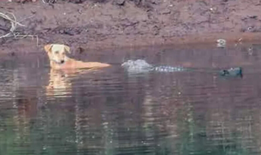 Three crocodiles swim up to stray dog in the water — what they do next surprised everyone