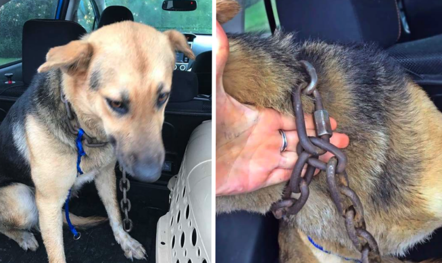 Woman Pulls Over On Highway When She Sees Dog Bogged Down By Heavy Chain