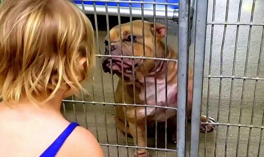 Little Girl Wanted The Dog Who Was Shaking & Hiding At The Back Of The Shelter