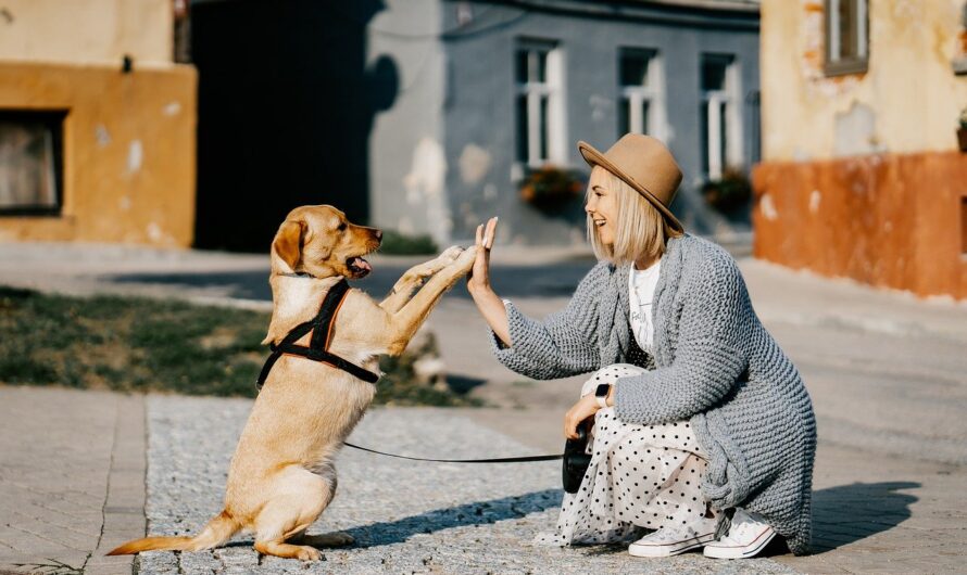 21 Ways To Be a Responsible Dog Owner