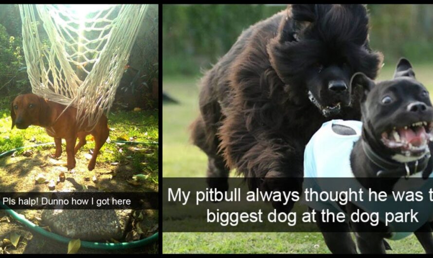 Go Ahead, Try Not To Laugh At These 15 Dog Snapchats– We Double Dog Dare Ya