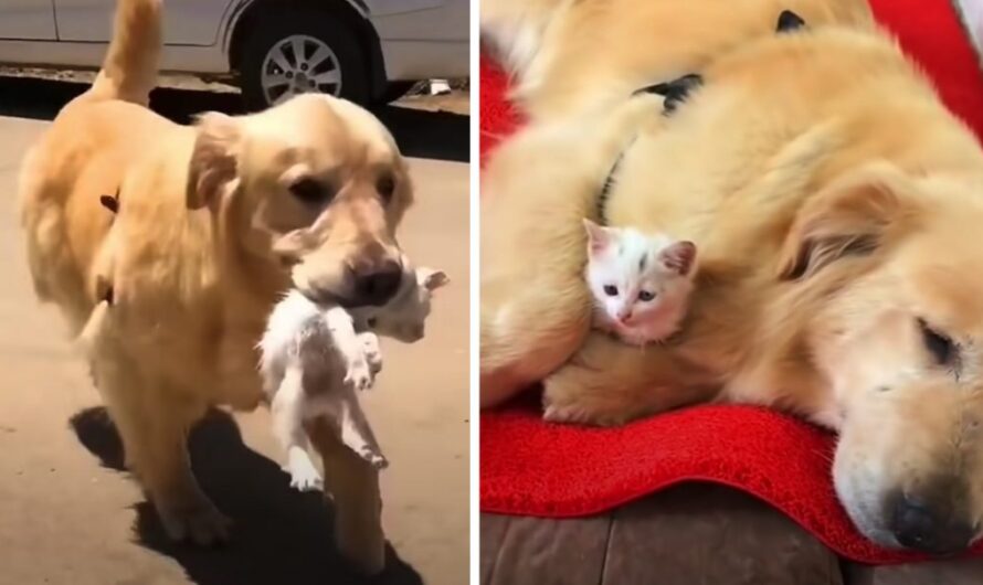 Golden Retriever Carries Stray Kitten Home To Keep As Her Own