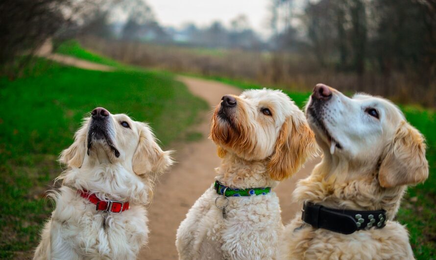 Picker Upper for Your Pupper : Homemade Dog Desserts