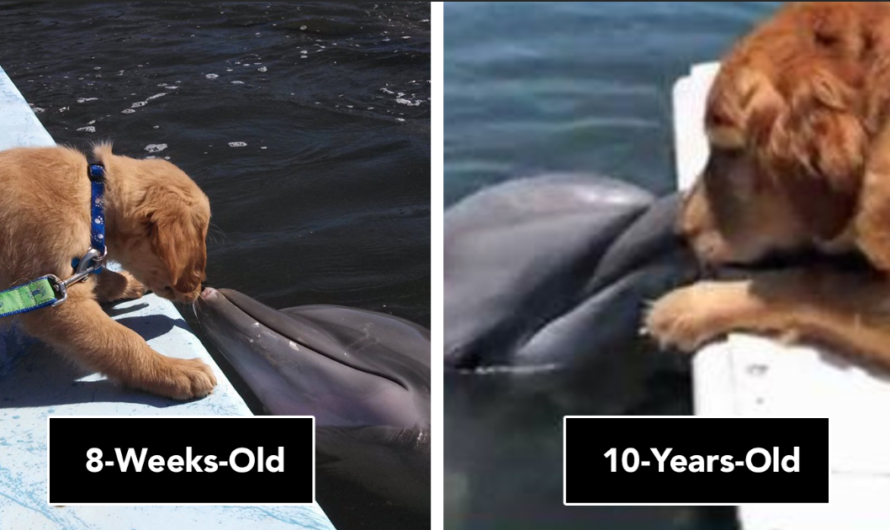 Unusual and Rare Friendship Between a Dolphin and a Dog Melts Hearts Worldwide