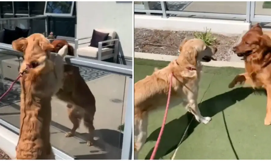 Golden Retriever Has Sweetest ‘Romeo and Juliet’ Romance With The Dog Downstairs