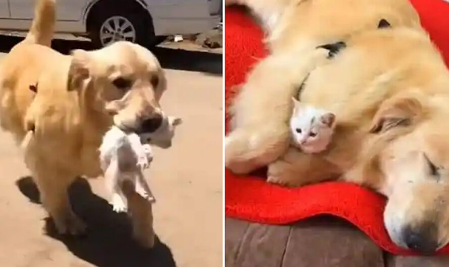 Stray Kitten and Sweet Golden Retriever Become Inseparable Friends