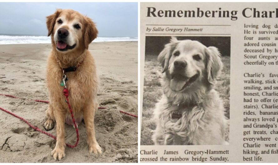 Woman Channels Grief Of Losing Her Golden Retriever Into Touching Obituary