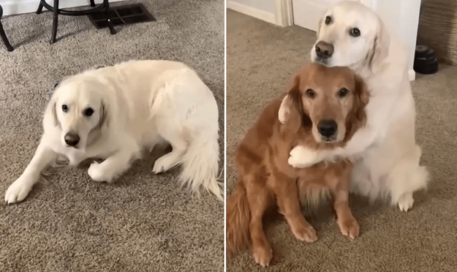 Golden Retriever Sweetly ‘Apologizes’ To His Brother After Stealing His Treat