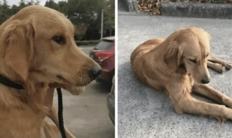 Loyal Golden Retriever Spends Two Weeks Walking More Than 60 Miles To Find Her Owners