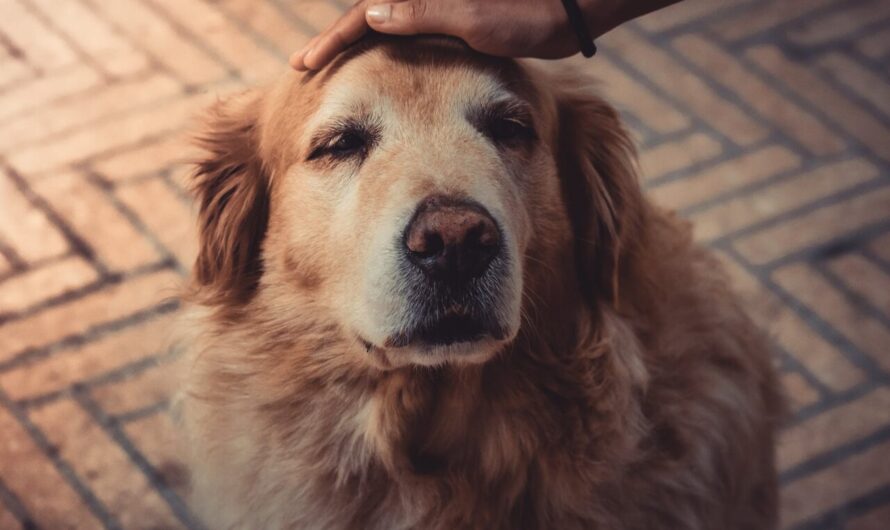 Heartwarming Stories Celebrating Old Dogs