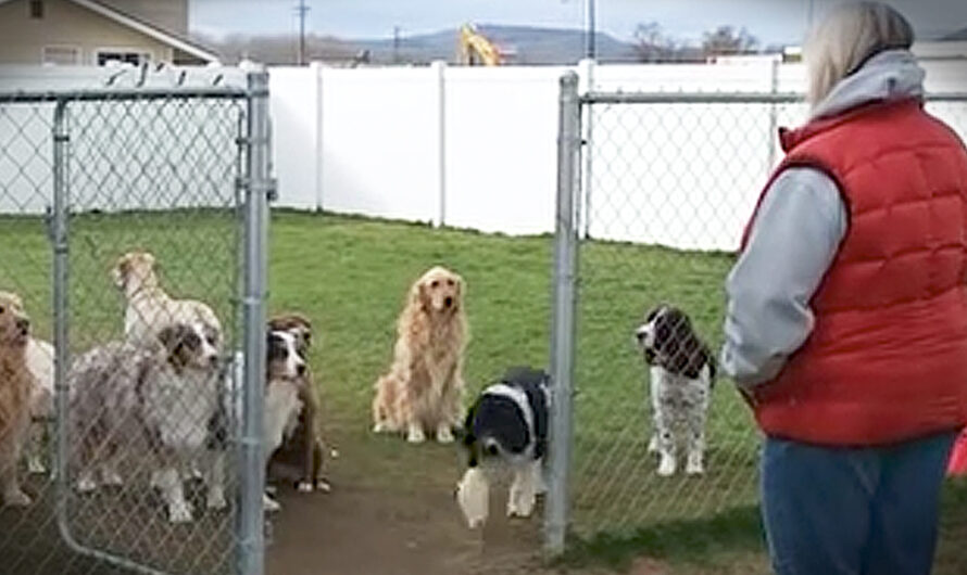 Good Dogs Wait Patiently For Their Names To Be Called