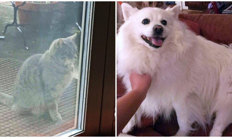 Neighborhood Cat Still Waits At Door Every Day To Play With Dog Who Passed Away