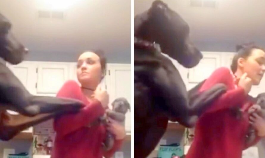 When Mom Got A New Puppy, The Great Dane Was Not Very Happy And Mom Gave A Funny “Hissy-fit”