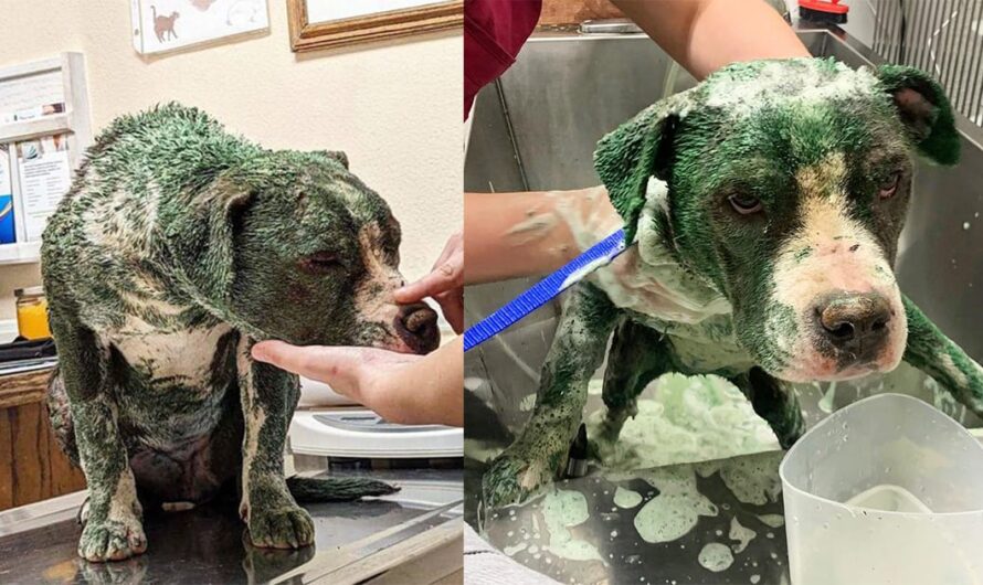 Pitbull was found covered in toxic green paint, chemical burns — rescue gives her a second chance