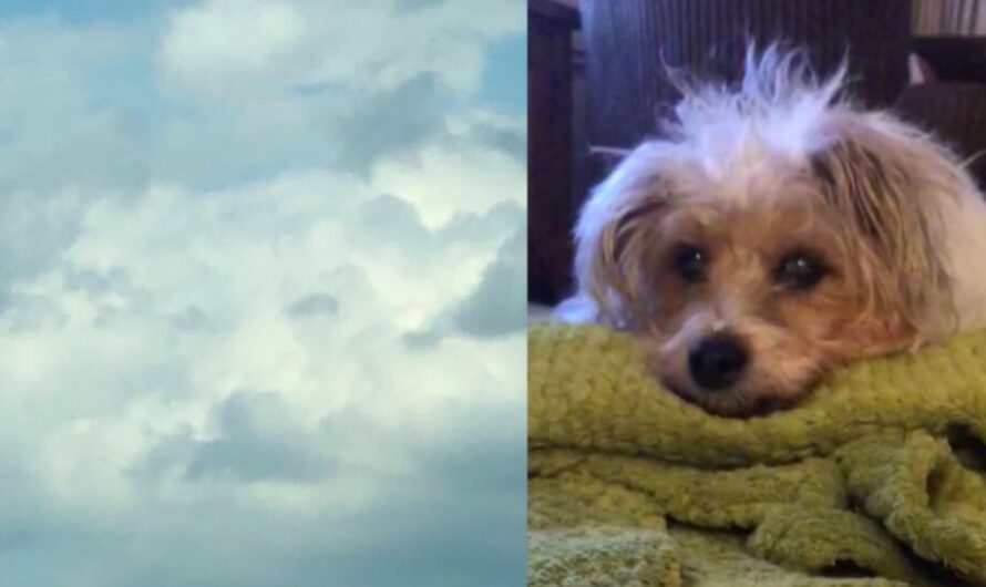 Grieving Woman Looks Up Into The Clouds & Sees Her Dog’s Face Hours After He Passed Away