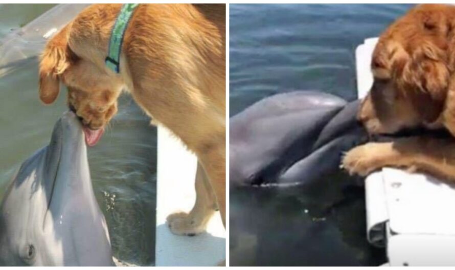 Dolphin Waits For Big Wet Doggy Kiss From His Golden Retriever Bestie