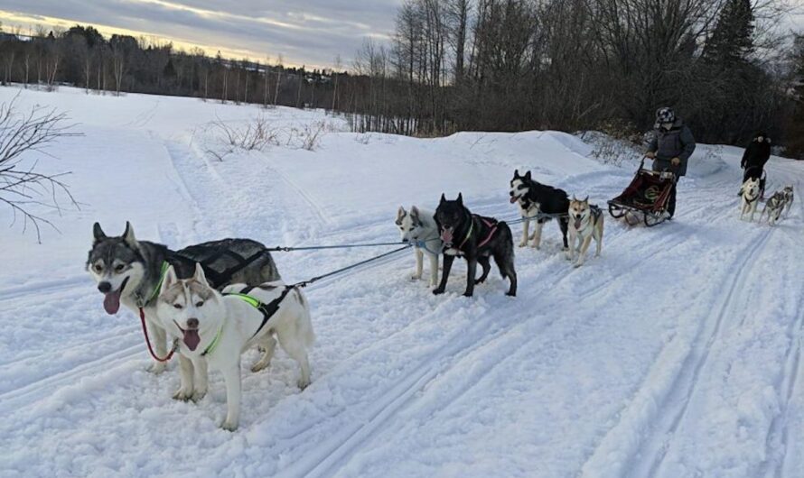 Sled Dogs Trek Through Snow To Deliver Groceries & Medication To Elderly