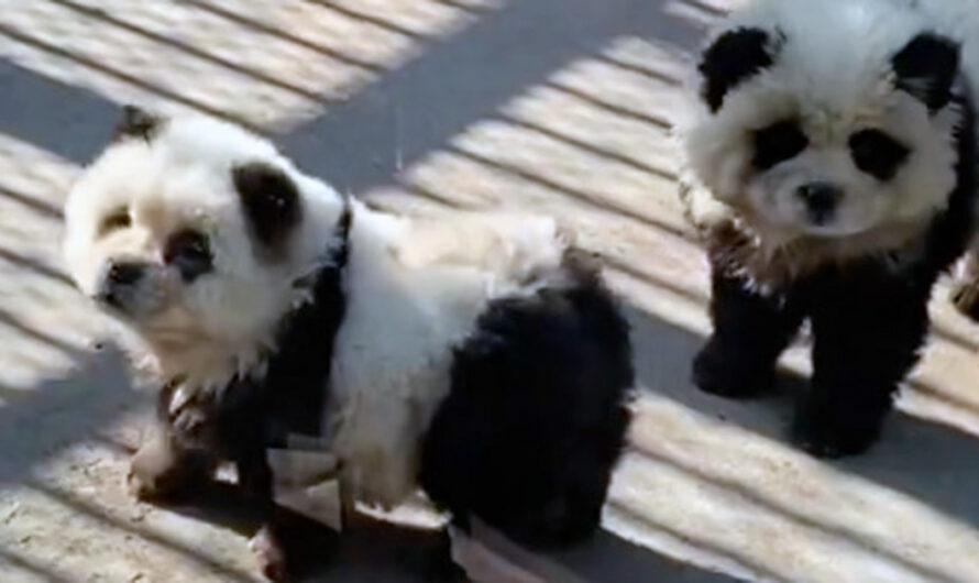 People outraged as “panda” exhibit at Chinese zoo actually dogs dyed black and white