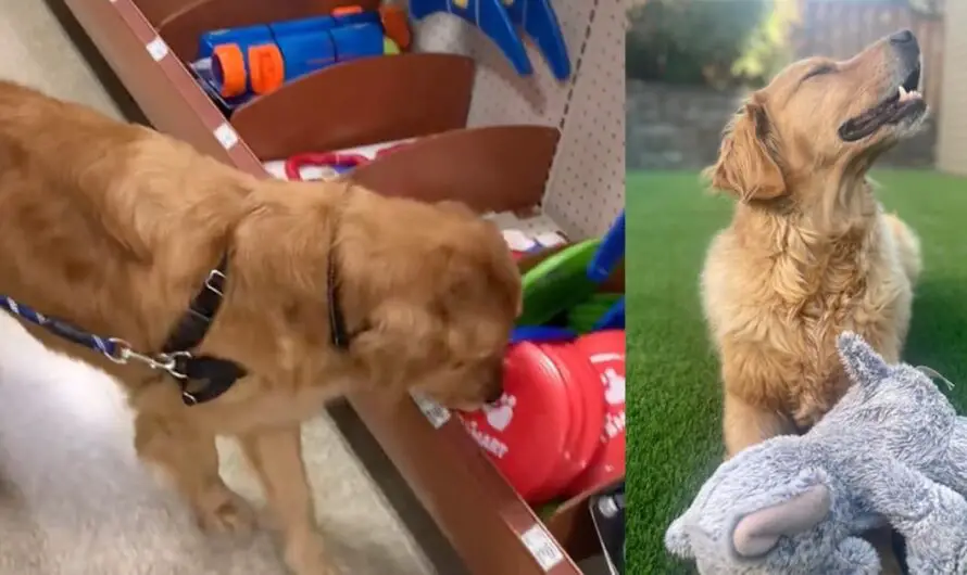 Dog rescued from the street gets to pick out his first-ever toy in heartwarming video