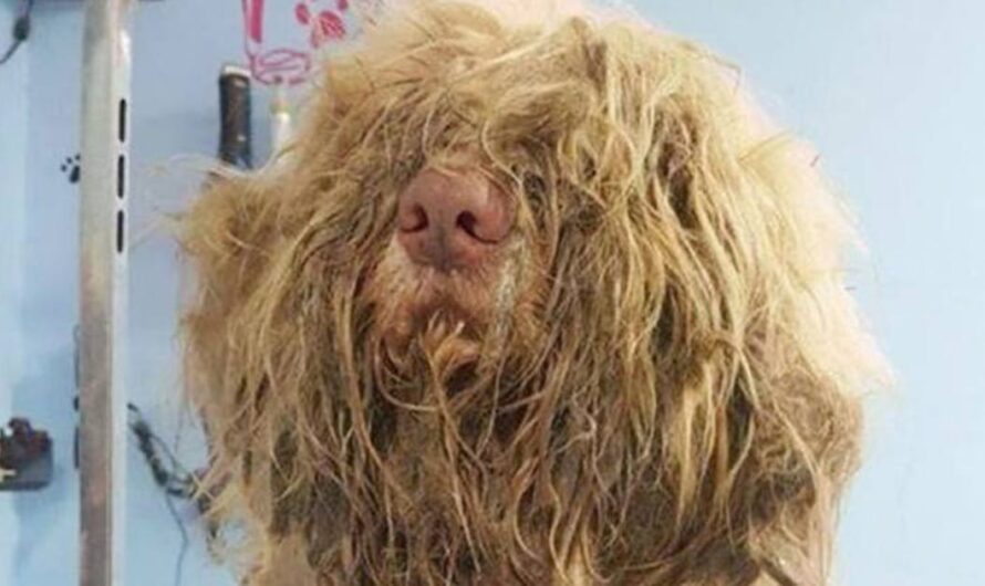 Groomer opens business late at night to save severely matted stray dog — the transformation is incredible