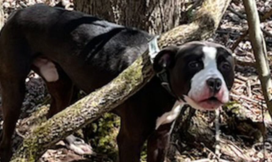 Abandoned dog found tied to tree — dog now in good hands as owner charged with cruelty